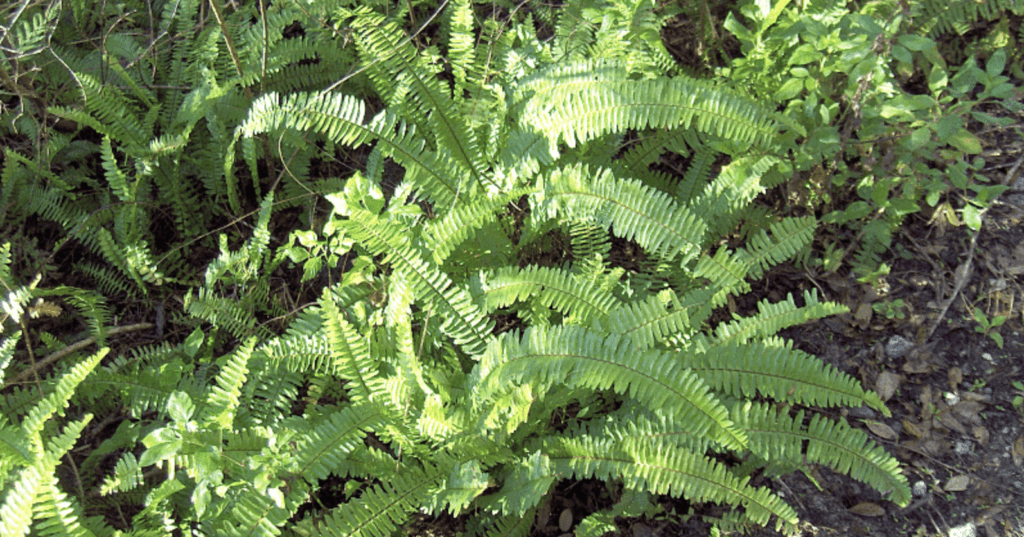 Boston Fern